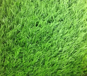 หญ้าเทียม อีซี่กราส เอสซีจี เซฟวิ่งกราส รุ่นสั่งตัด ความยาวเส้นหญ้า 2.5 ซม. สี ฟอเรส กรี.jpg
