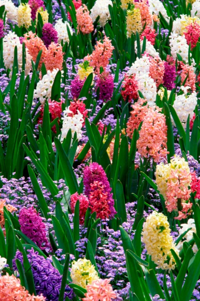 ไฟล์:122GL 24X36 FLOWERY 006 PM.jpg
