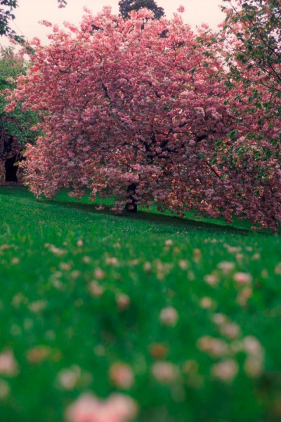ไฟล์:186GL 24X36 FLOWERY 004 PM.jpg