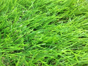 หญ้าเทียม อีซี่กราส เอสซีจี เซฟวิ่งกราส รุ่นสั่งตัด ความยาวเส้นหญ้า 4 ซม. สี ไบรท์กรีน.jpg